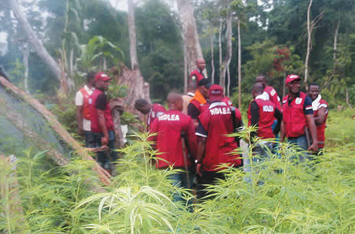 Ndlea Arrests Over 300 Drug Traffickers In Kano
