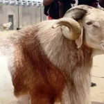 Man, 35, Sentenced to Three Months Imprisonment for Stealing Ram During Sallah Celebration