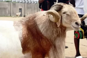 Man, 35, Sentenced to Three Months Imprisonment for Stealing Ram During Sallah Celebration