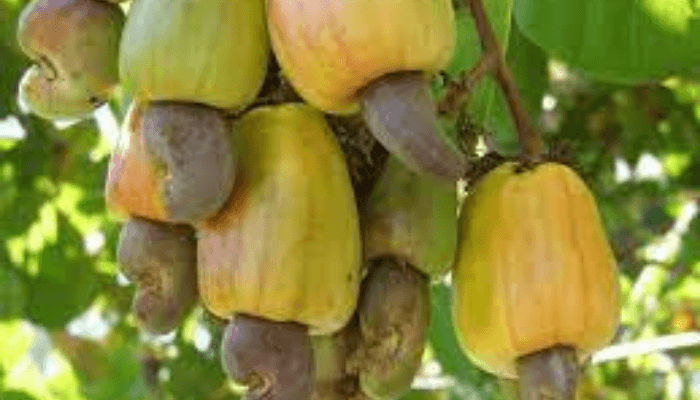 Cashew