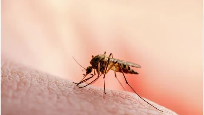 malaria