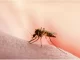 malaria